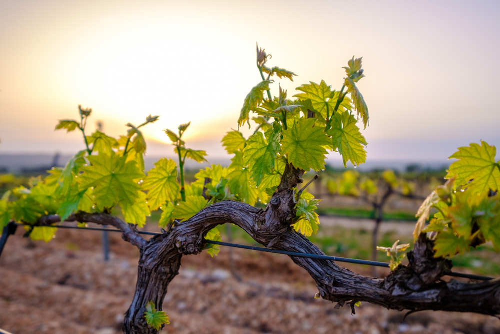 Vigne et vin