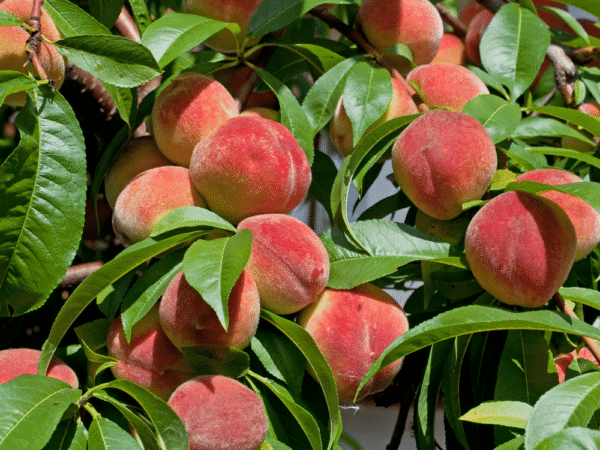 fruits et légumes